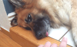 ottermatopoeia:  onlylolgifs:  amazing dog trick   thip 