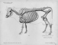 datajuice:  Hermann Dittrich skeleton profile