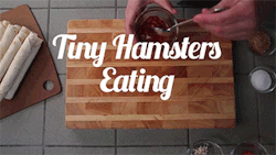 sourcedumal:  merlin-the-last-dragon-lord:  sizvideos:  Tiny Hamsters Eating Tiny Burritos - Video  At the end the guy is just “my job here is done.”  This is adorable! 