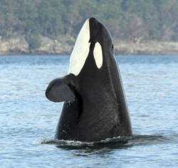 trynottodrown:  SeaWorld could be in trouble because of “Granny,” the world’s oldest known living orca. The 103-year-old whale (also known as J2) was recently spotted off Canada’s western coast with her pod — her children, grandchildren and