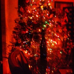 X Mas tree, some Moscato and my favorite