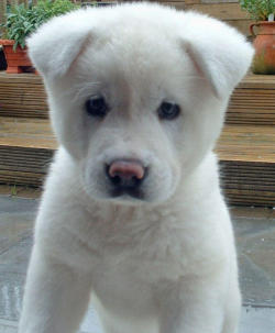Cute-Baby-Animals:  The Akita  Dignified, Courageous, Profoundly Loyal