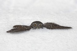 allcreatures:   Another owl, a Pygmy owl, which is the smallest of the European owls, buries itself in the snow in Oulu, Finland. The Pygmy owl was perching high in a pine tree before flying back to play in the snow. Mr Peltomaki added: “The Pygmy owl
