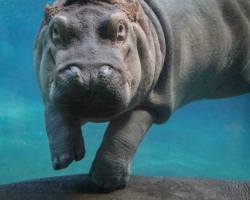 sdzoo:  Happy Hippos by Penny Hyde