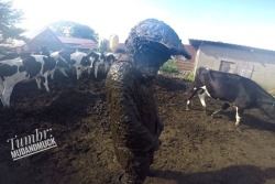 mudandmuck:Nothing is better than being covered in cow shit