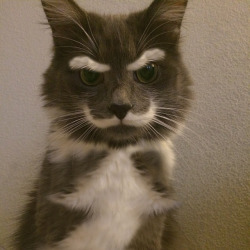 andrewbreitel:  I NEED THIS ANIMAL   Photoshopped version of Hamilton the Hipster Cat: