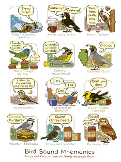 surfdog2000:  birdandmoon:  Whew, done! Here’s a poster of western North American bird sound mnemonics. This one and my eastern one are in my store. Original is on my site here.  highly important 