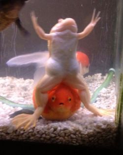 kool-aid-jammers:  why is that frog lower body on swole and why that fish getting tea bagged, this pic is too wild 