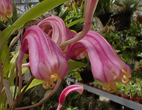orchid-a-day:    Masdevallia notosibirica  May 2, 2021