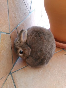 bony-the-bunny:  I’m a little ball