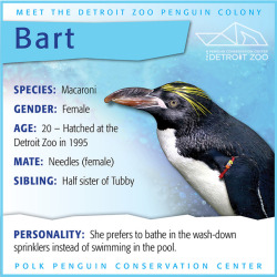 luxtempestas:  cauliflowerbitch:  saddeus: Give it up for Bart the gay penguin at the Detroit Zoo. A gay icon.  Add this to my list of inspirational butches  are we not gonna show her girlfriend?? she has a bob cut 