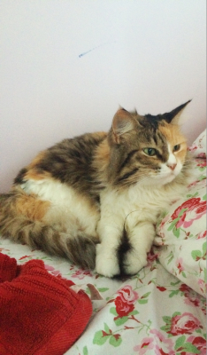 gayalienbabe:  Cleo woke up with her tail between her paws and adorably disgruntled 