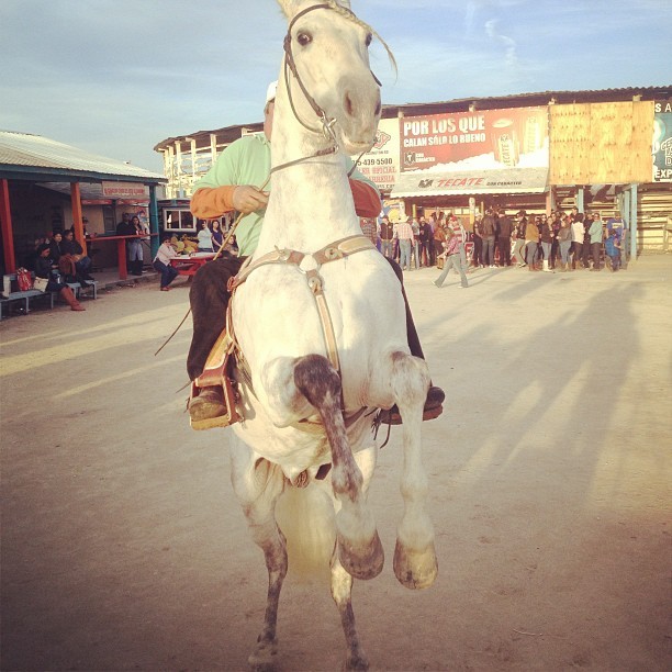 edrancho:  “Caballo de patas blancas..” Un amigo bailando el caballo ayer en