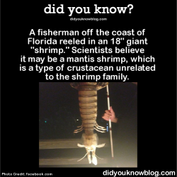 did-you-kno:  A fisherman off the coast of Florida reeled in an 18” giant “shrimp.” Scientists believe it may be a mantis shrimp, which is a type of crustacean unrelated to the shrimp family.   Source