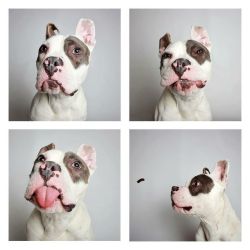 aslaveobeyss:  019295:  019295:  This is Teton. He’s a pittbull mix.  aslaveobeyss this is the whole photo set.  Ohhh I knew you posted it!
