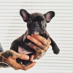 I want a black frenchy baby!
