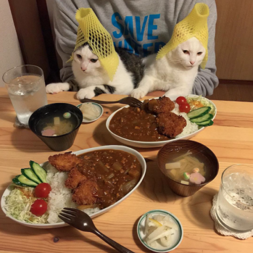 Porn catsbeaversandducks:  Cats & Food Two photos
