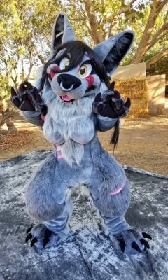 fursuitpursuits: RT @WildValfreya: Almost 500 followers 💕 Thank you everyone 😊  I’ll be doing a live unboxing of my fursuit when she arrives!  Stay tuned! 😎  #fursuit #furry #furryfandom @morefurless https://t.co/58dUO877Oj (Source) 