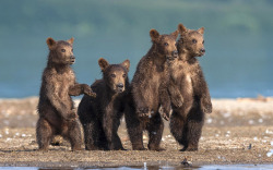 magicalnaturetour:  Four brown bear cubs watch dad plunge into a river to catch dinner.  Picture: SERGEY IVANOV / MERCURY PRESS via The Telegraph