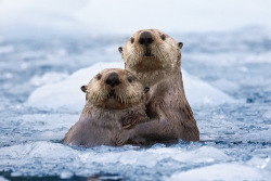 evanot:  Alaskan Otter Couple 