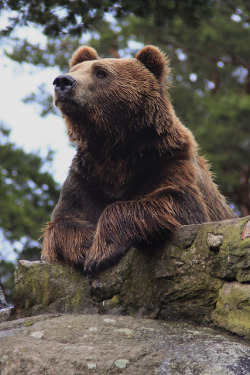 animalsarehype:  Brown Bear by Trine K Photography on Flickr. 