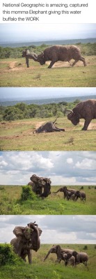 hawt-chocolatte:  aaliyah-appollonia:  awesomeness2:  oh damn  Come over here fucking with my baby????  I think the fuck not  Yo I watched this video of these elephants trying to help one of the babies that had got hit by a car. Like if I was an animal,