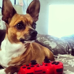 She was into it, killing zombies all day . Aha #bored #funny #dog #cute #ps3