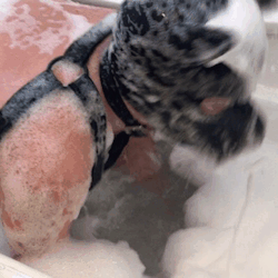 pup-badger: Other puppies looked like they were having fun in the bath 