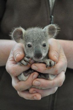  Check out Cutest Pics of Baby Wild Animals! We think #1 is “Squeal Worthy!”  