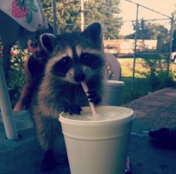 raccoons-for-life:Thanks for sharing. @vixyhoovesmod