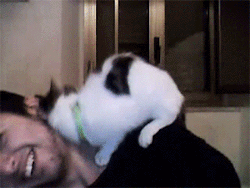 the-white-tiger-artic:  huffingtonpost:  This cat has a crush on a human and isn’t afraid to show it.   Aww
