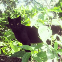 Al mejor estilo de #baguira, así estaba sombra&hellip; #cat #blackcat