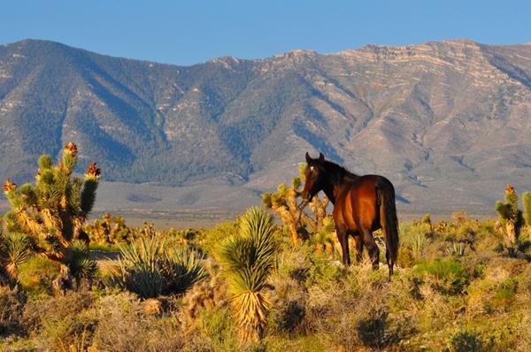 mypubliclands:  The Bureau of Land Management Nevada has selected the winners of