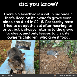 did-you-kno:  There’s a heartbroken cat in Indonesia  that’s lived on its owner’s grave ever  since she died in 2015. Passersby have  tried to adopt the cat after hearing its  cries, but it always returns to the grave  to sleep, and only leaves