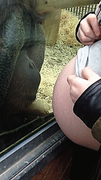 thenatsdorf:  Orangutan reacts to seeing a pregnant belly. [video]   Soooo adorable