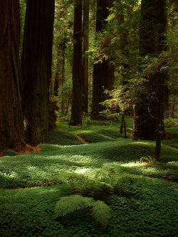 earthunboxed:  Redwood forest in California | by Emily Reinhart