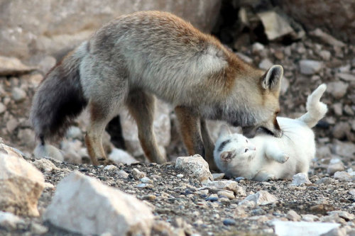 blua:  A cat and fox became two unlikely porn pictures