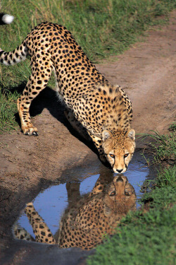 funnywildlife:  Cheetah Drinking in the Masai Mara by Rob Kroenert on Flickr.