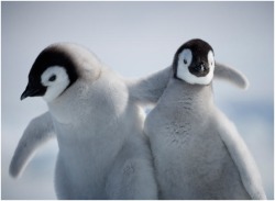 BFF (Emperor Penguin chicks)