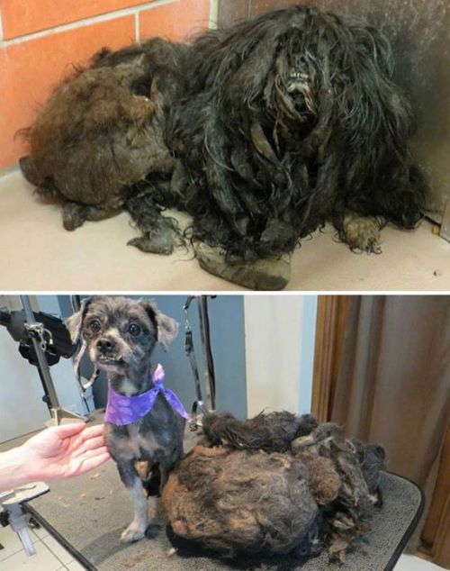 XXX bestvidsonline:  Rescued dogs - before and photo
