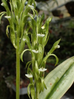 orchid-a-day: Pelexia olivacea Syn.: Centrogenium oilvaceum; Spiranthes funckiana var. olivacea; Pelexia funckiana var. olivacea; Pelexia wendlandiana; Pelexia lehmanniana; Spiranthes wendlandiana June 7, 2018  
