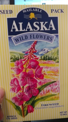 Guys my mom sent me Alaskan Fireweed seeds for my birthday :’) She knows how much I miss Alaska so next year, I can have a little bit of Alaska in my garden. This is probably one of the most thoughtful birthday gifts she’s ever given me.