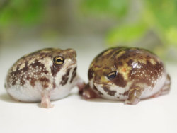 howling-mad-92:  thefuuuucomics:  draayder:  sa8oteur:  sylvanburningcenter:  THEYRE LIKE CHICKEN NUGGETS BUT FROGS????????????????????????  i’m pretty sure they’re just pregnant but ye  NO THEY AREN’T EVEN PREGNANT THEY’RE DESERT RAIN FROGS AND