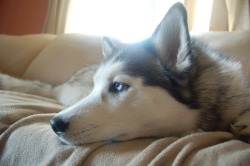 Handsomedogs:  This Is Isis, My 2 Year Old Siberian Husky. She Loves To Give Me Pouty