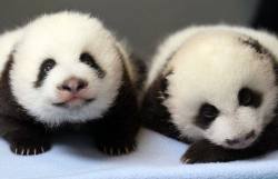 So cute and chuky #pandas