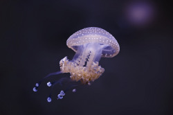 underthevastblueseas:Jellyfish In The Deep Dark Sea by Siniša