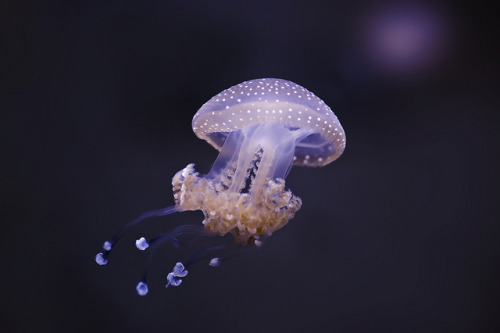underthevastblueseas:Jellyfish In The Deep porn pictures
