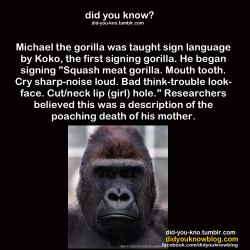 emotionally-compromised-idiot: death-limes:  venipede:  osteophagy:  endcetaceanexploitation:  Washoe was a chimp who was taught sign language. One of Washoe’s caretakers was pregnant and missed work for many weeks after she miscarried. Roger Fouts