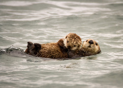 dailyotter:  Protective Sea Otter Mother Holds Her Pup Tightly Via frostnip907, who writes: This sea otter did not want anyone coming anywhere near her adorable baby. Don’t worry, we gave her plenty of space – this is cropped out of a photo taken