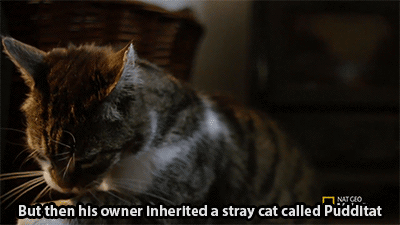doublemeatwithguac:  luisgpiercing:  huffingtonpost:  Seeing Eye Cat Adopts Blind